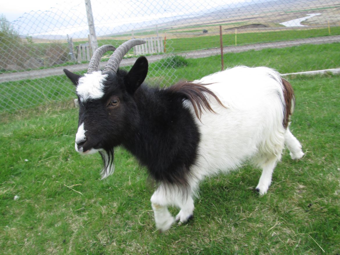 NLFÍ styrkir ræktun íslenska geitastofnsins