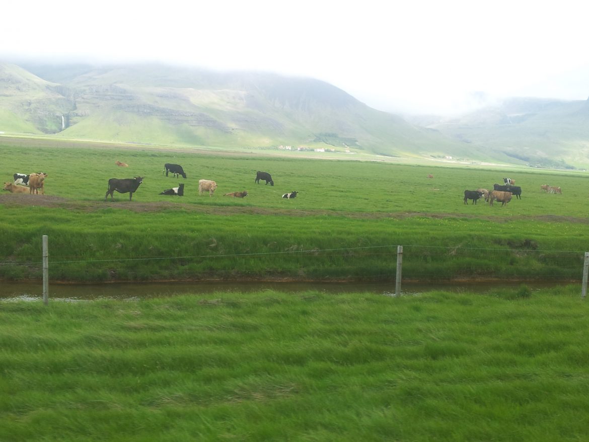 Ísland og lífræna ræktunaraðferðin