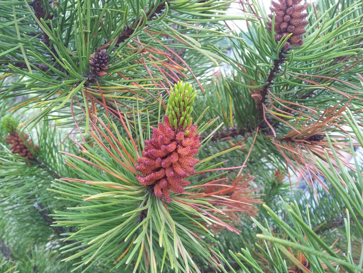 Bíódynamisk ræktun grundvöllur hollrar fæðu