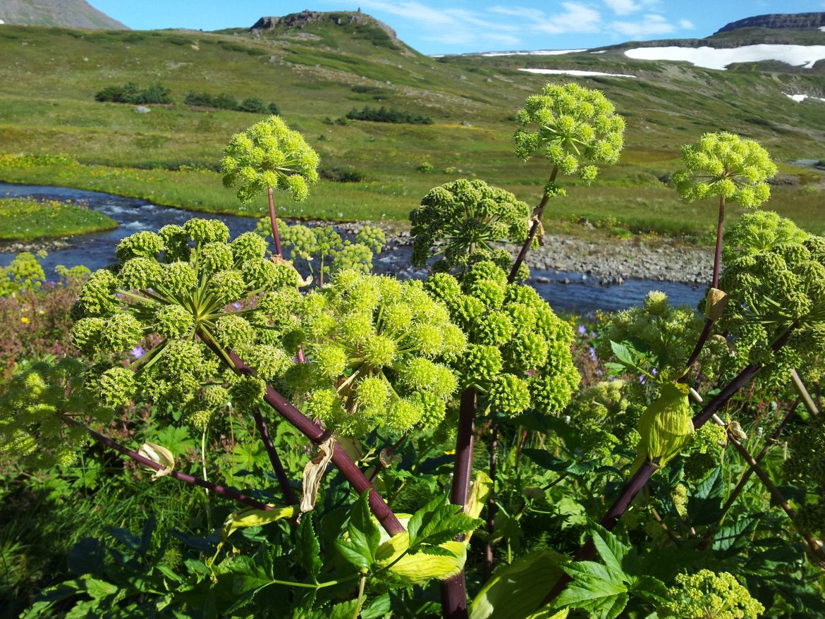 Lífræn ræktun vörn gegn mengun