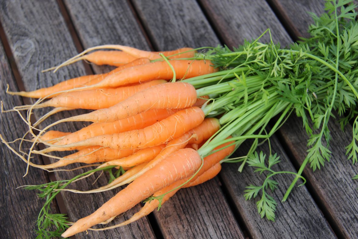 Uppskeran úr matjurtagarðinum – Pistill frá Gurrý