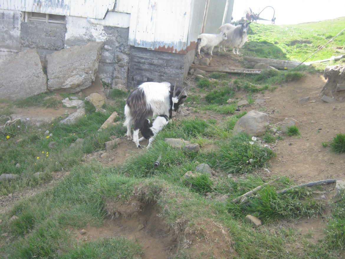 Huðnan Hansína komin í heiminn