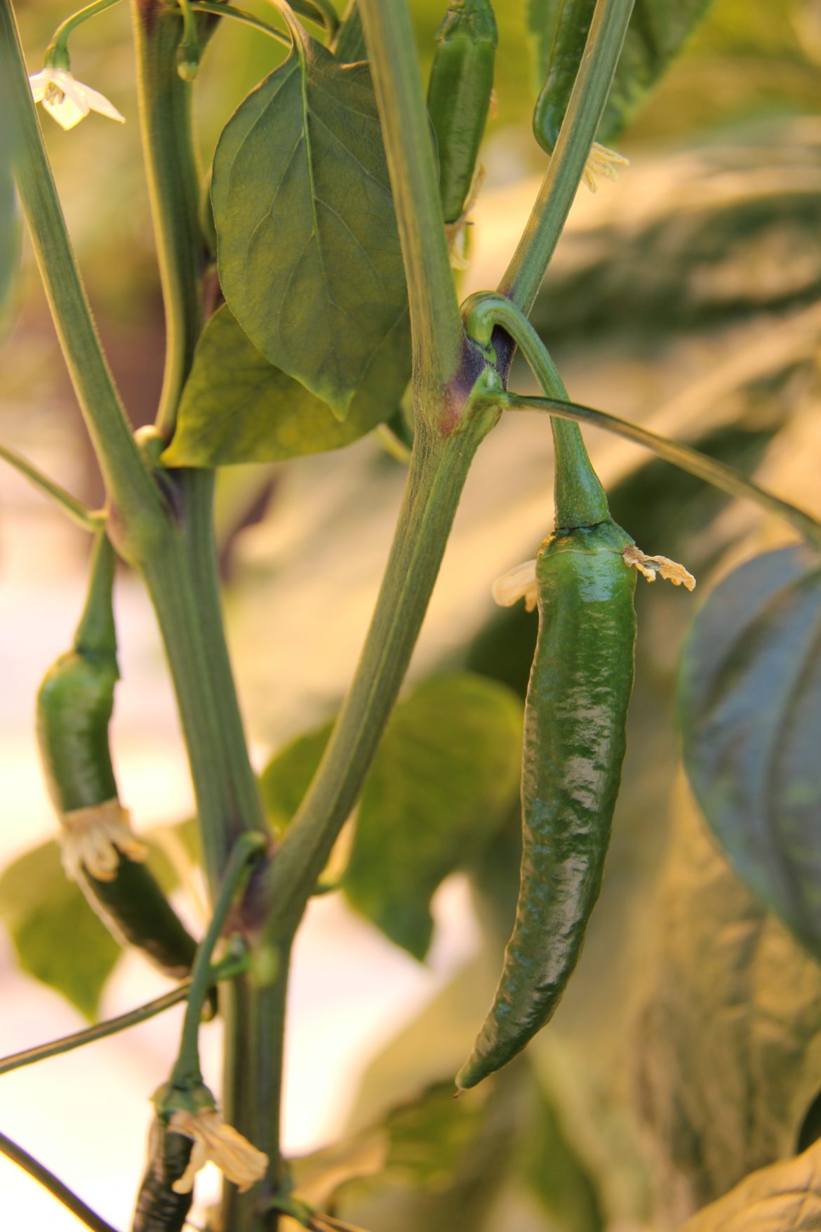 Eldpipar – Chilipipar – Pistill frá Gurrý