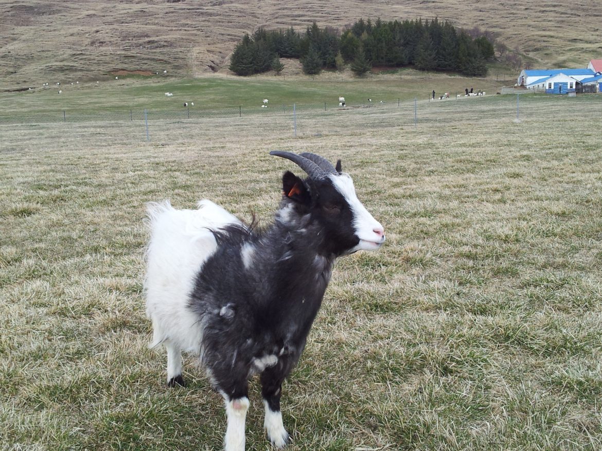 2013-05-18%2014.55.44.jpg Fósturgeitin Bella er búin að bera