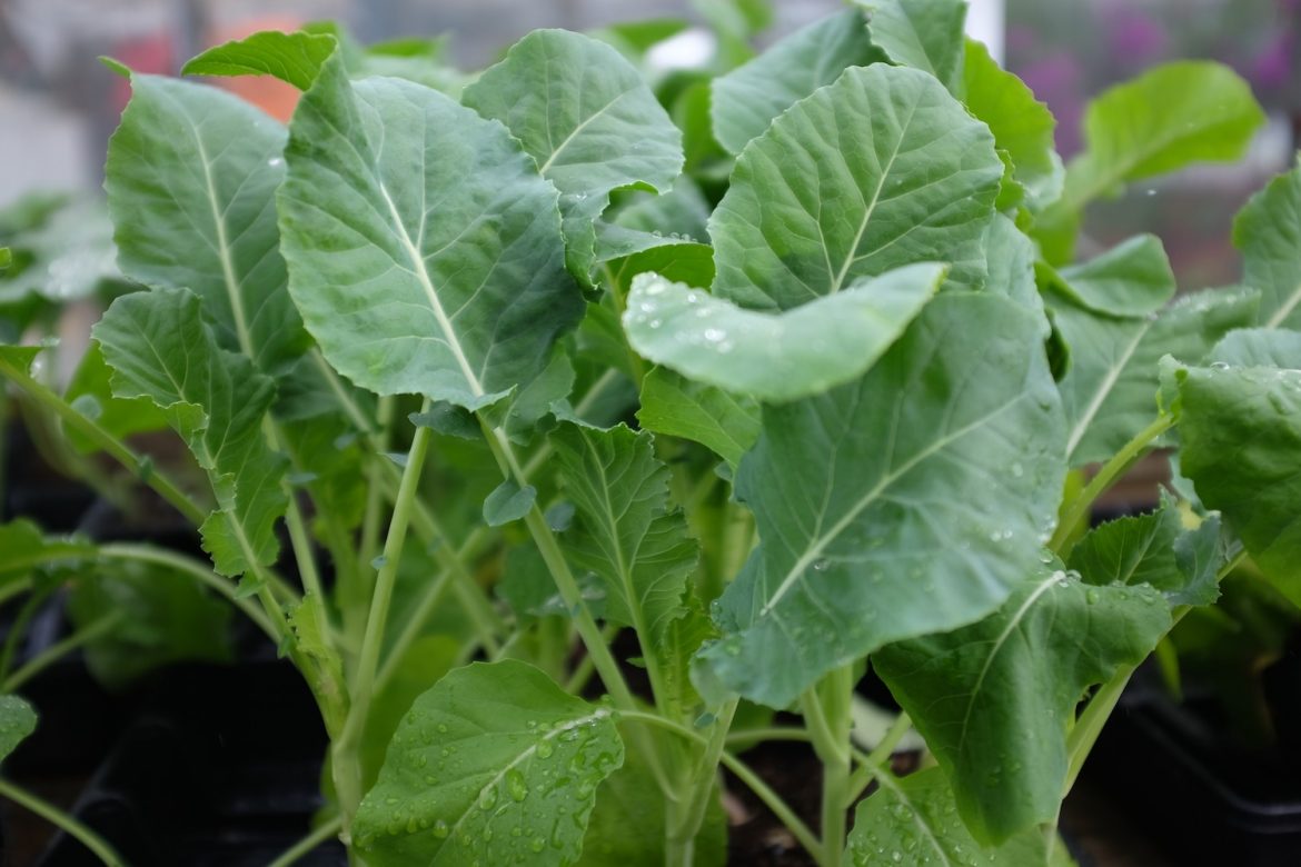 Ræktun fyrir byrjendur