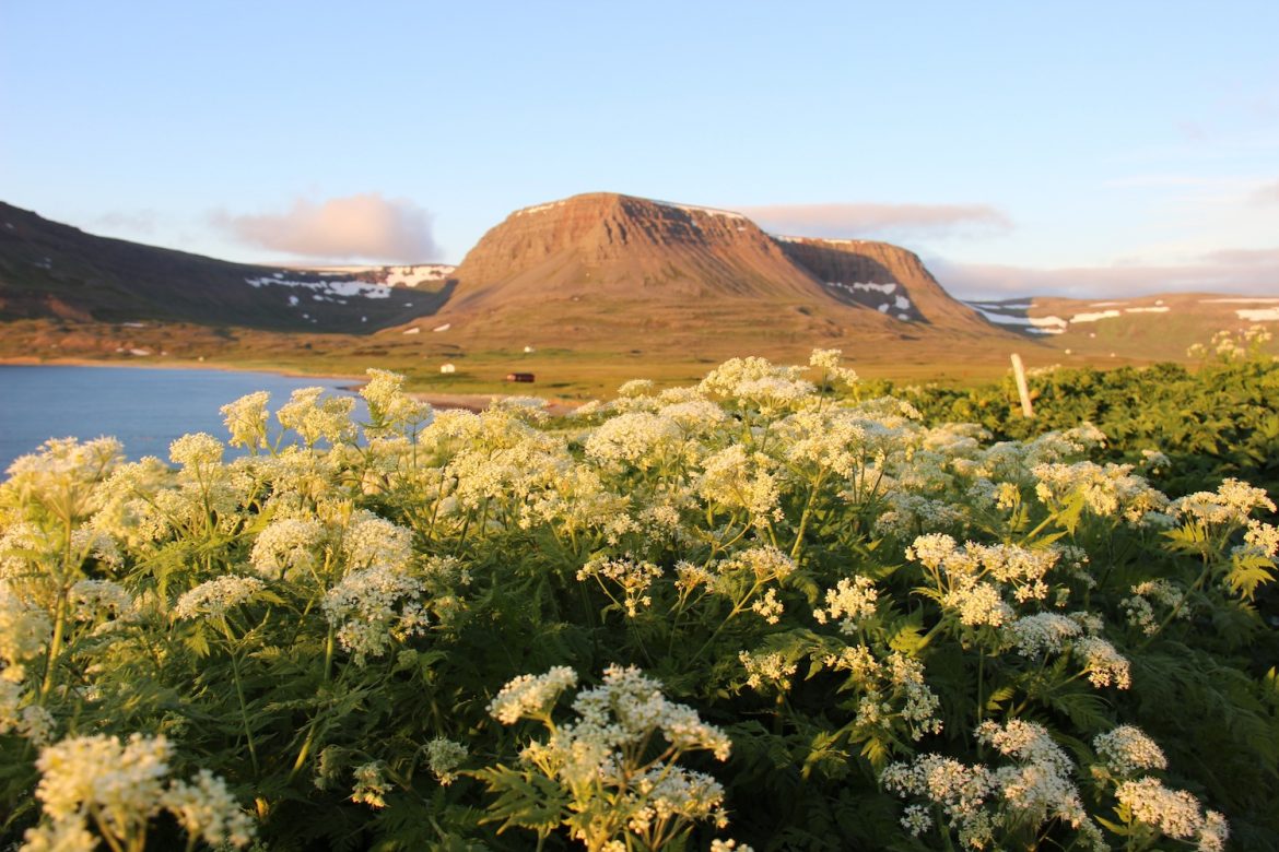 Þaulsætnir gestir – Pistill frá Gurrý