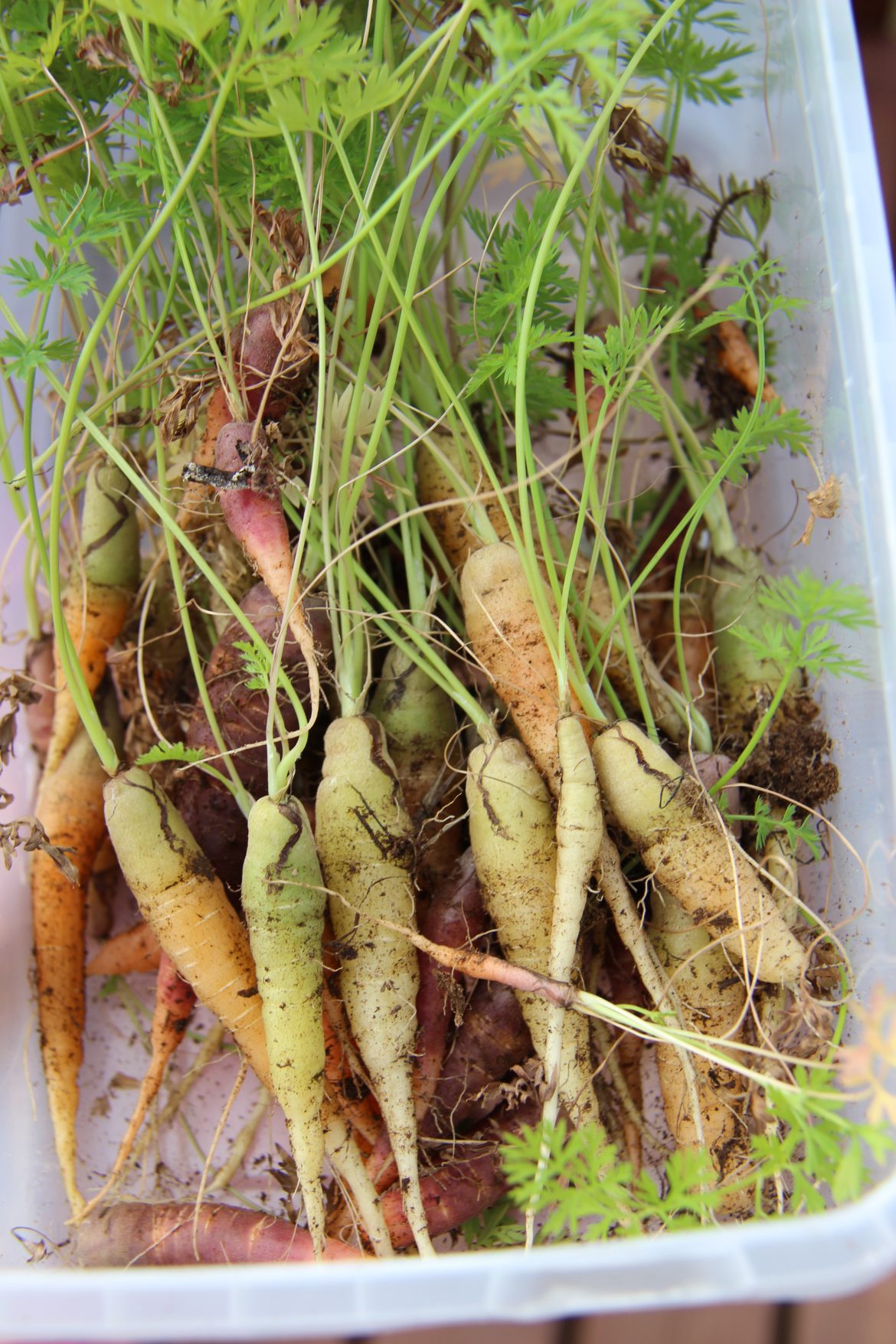 Gulrætur í regnbogans litum – Pistill frá Gurrý