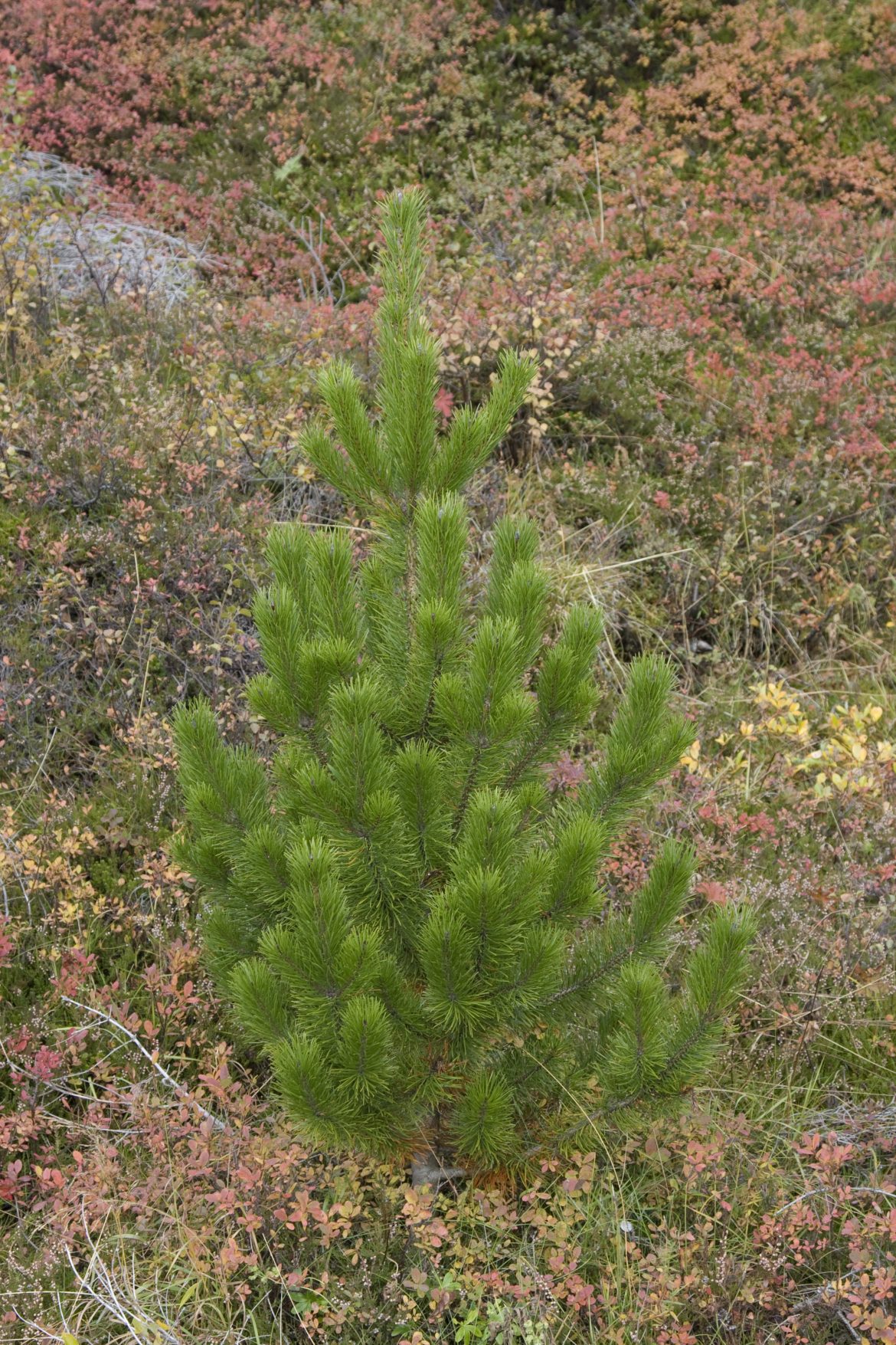 Plöntuhornið – Hið íslenska jólatré