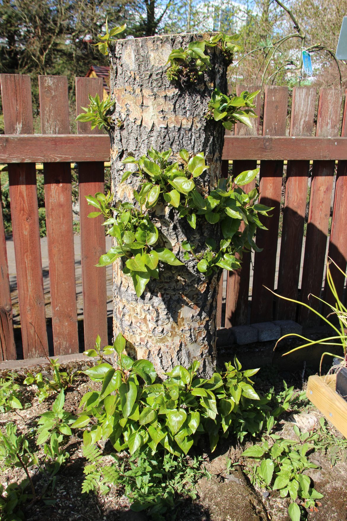 Keðjusagarmanía – Pistill frá Gurrý