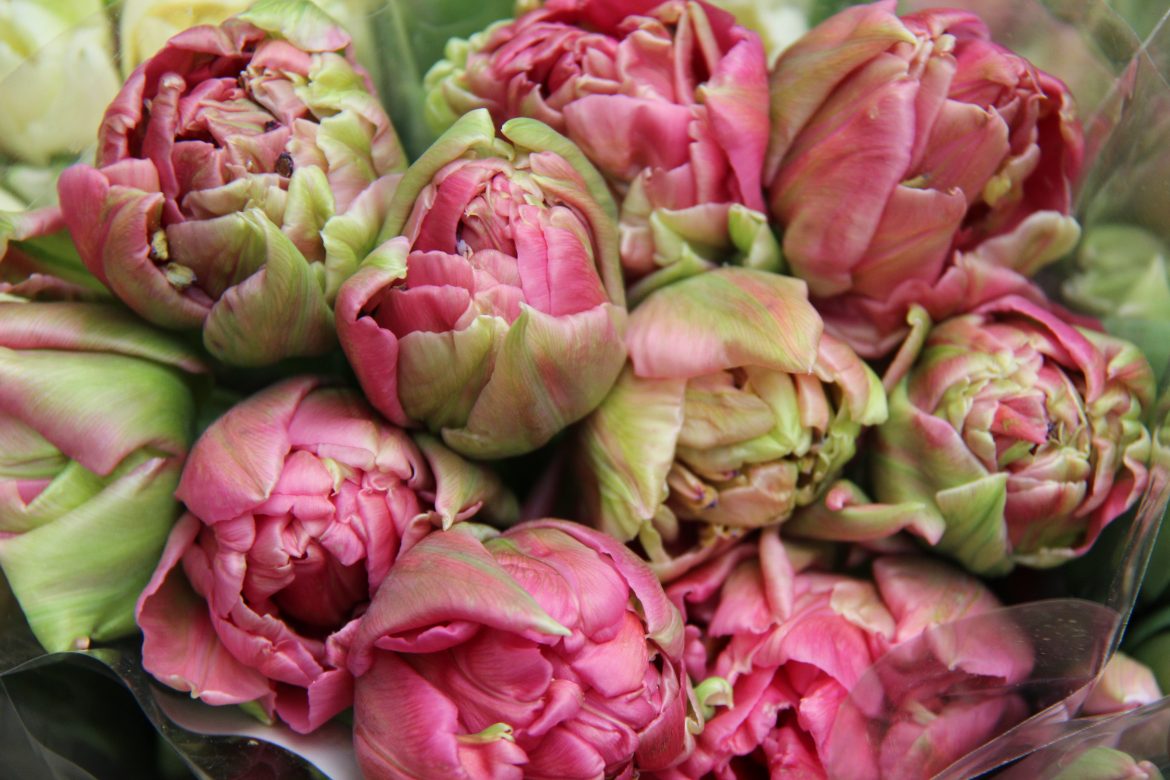 Fermingaraldur mæðra – Pistill frá Gurrý