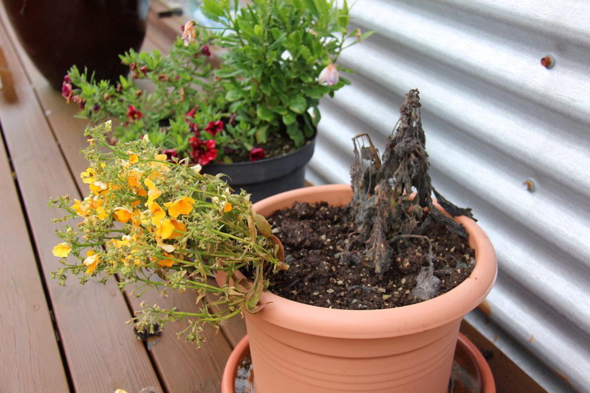 Freðið fiðrildabóm og kalinn kólus