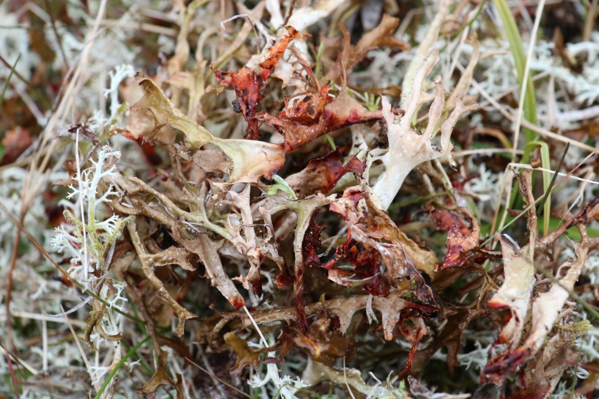 Fjallagrös – Náttúruleg næring í aldanna rás