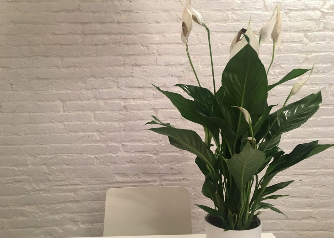 Friðarlilja – Á stríðstímum