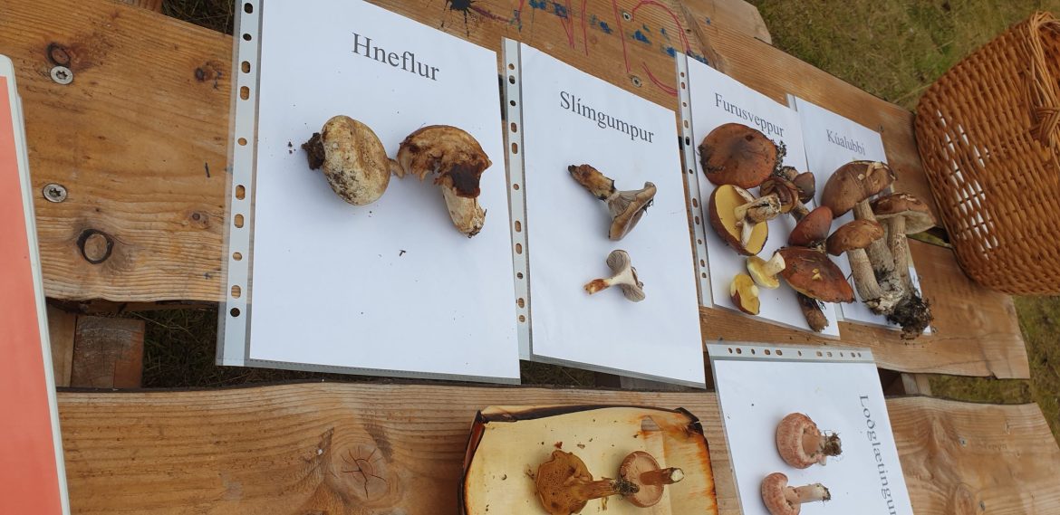 20230831_170521 Vel heppnuð sveppatínsluferð