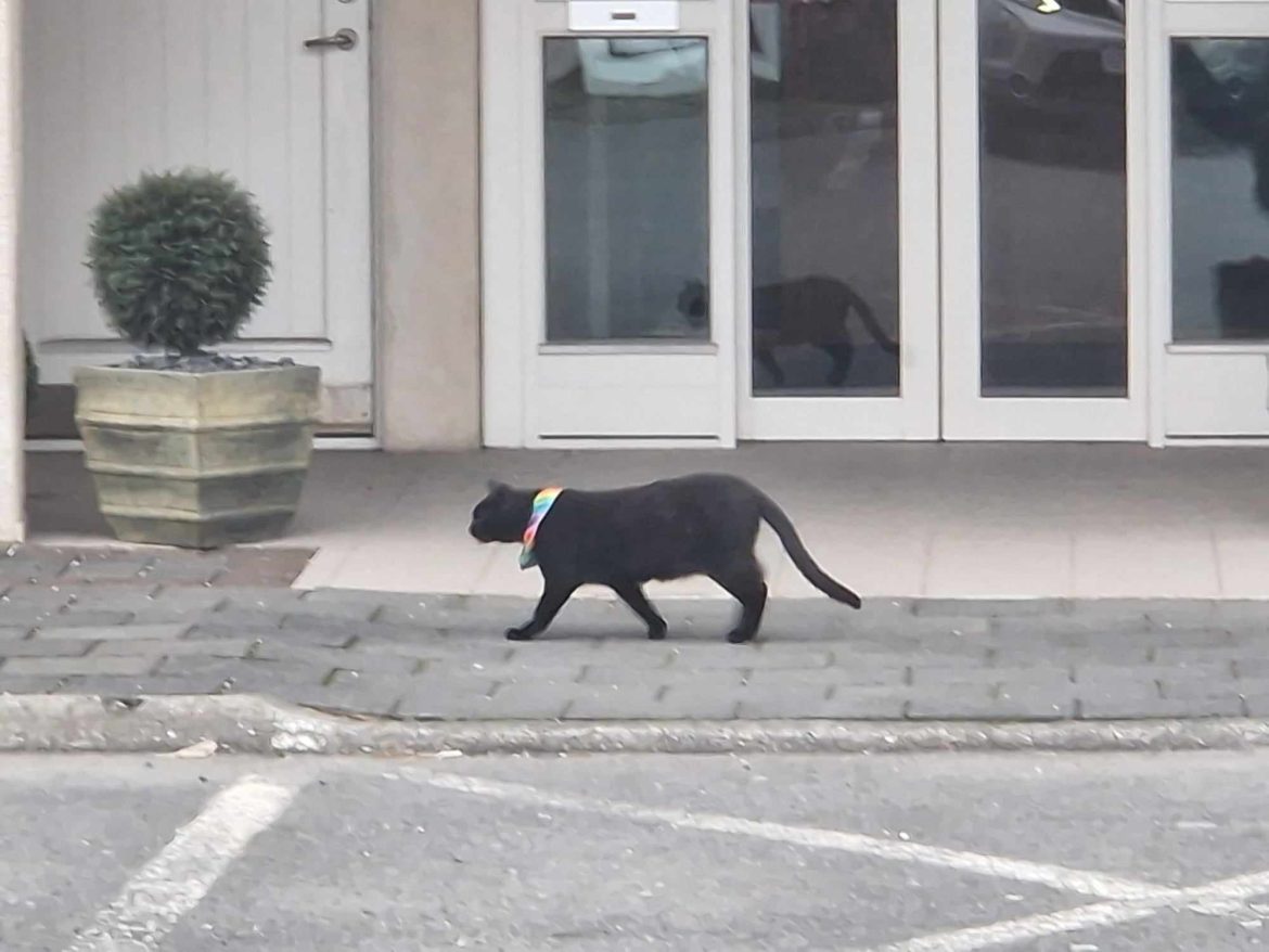 Til bágborinnar skammar!