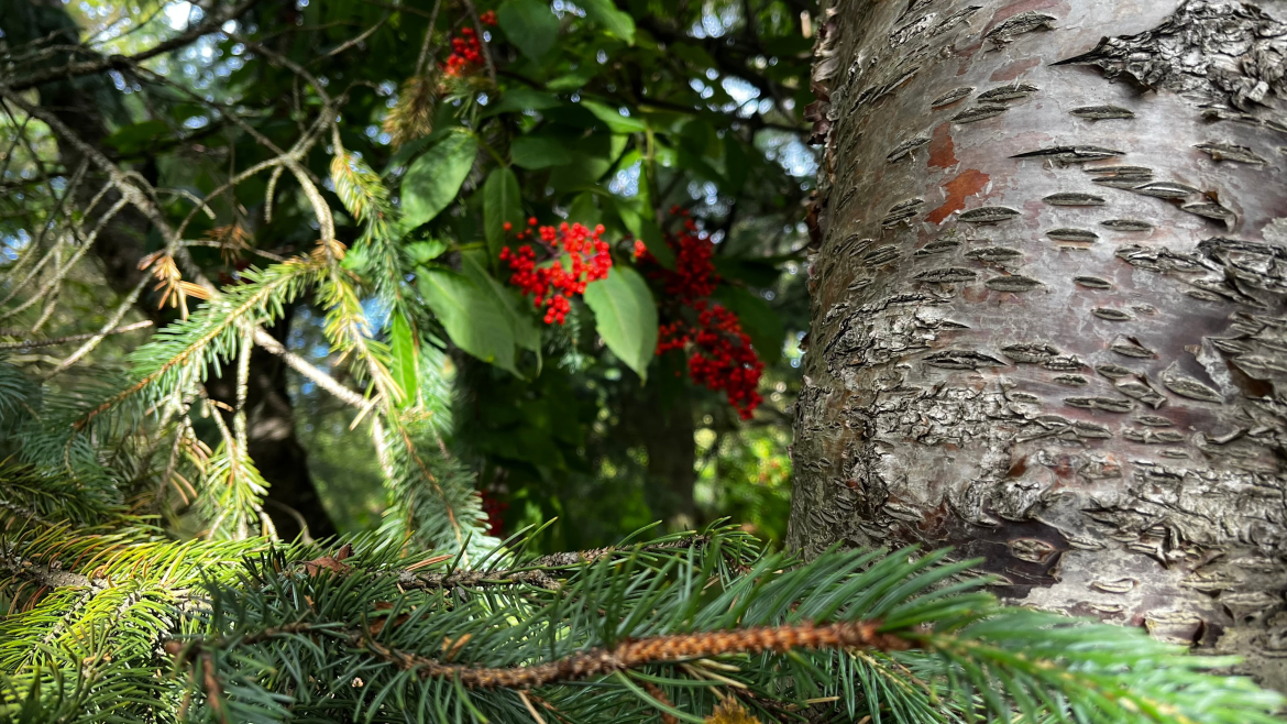 Saga skógræktar á Íslandi